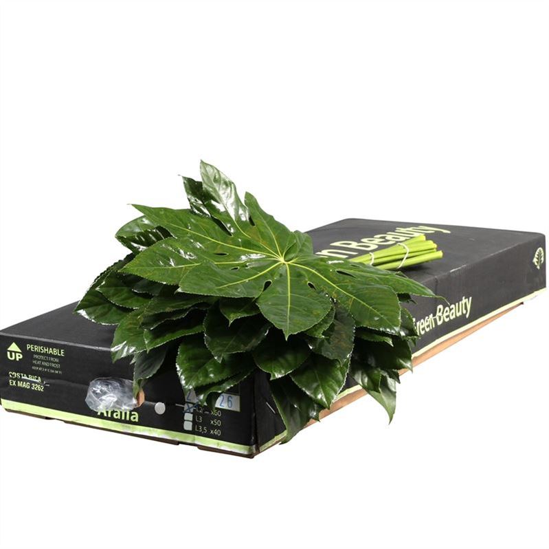 Aralia Super 20cm