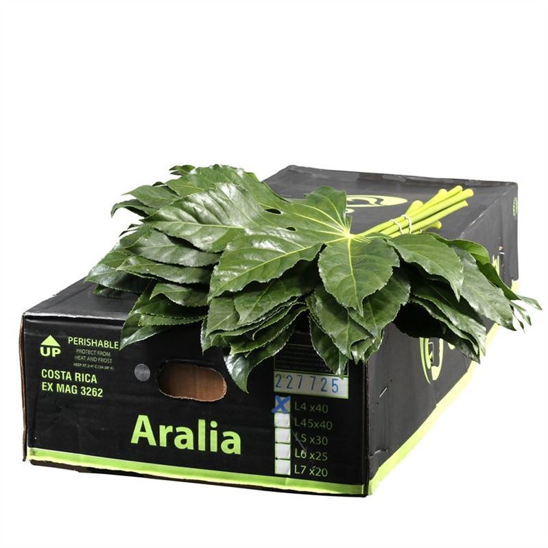 Aralia Super 40cm