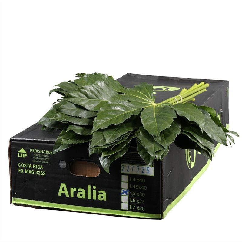 Aralia Super 50cm