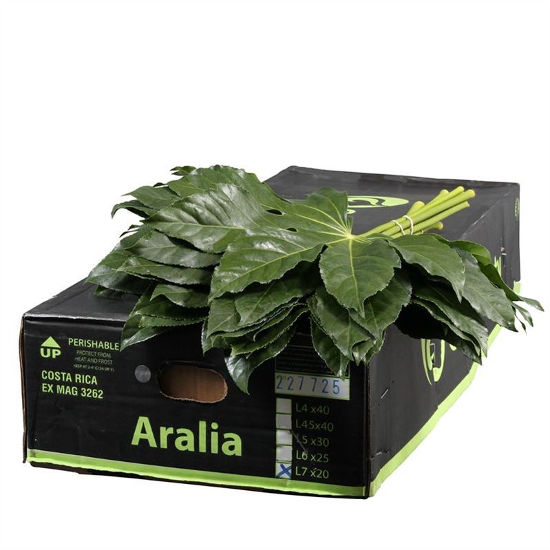 Aralia Super 80cm