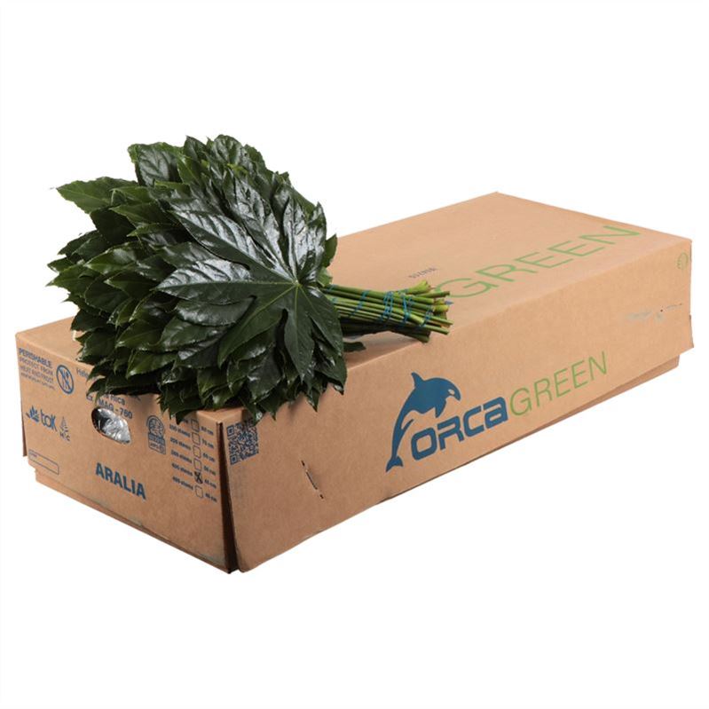 Aralia Super 30cm