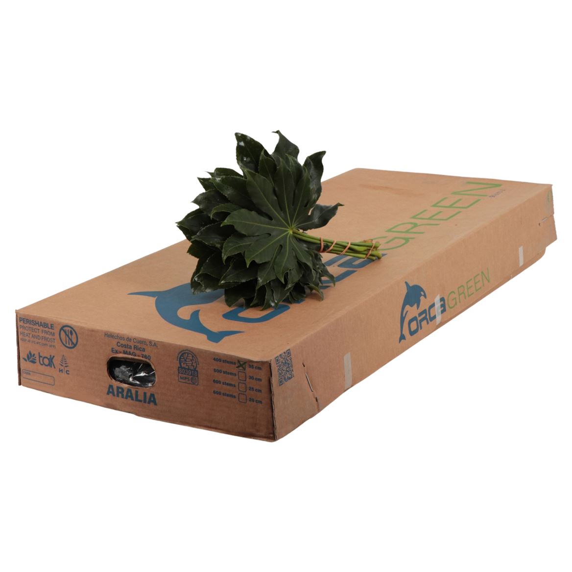 Aralia Super 35cm