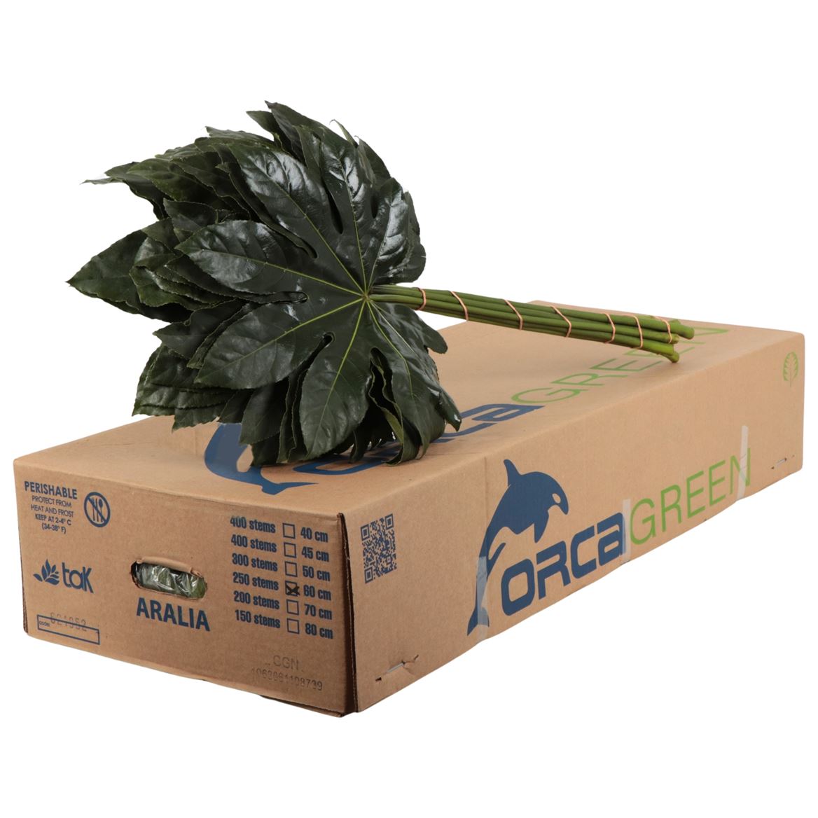 Aralia Super 60cm