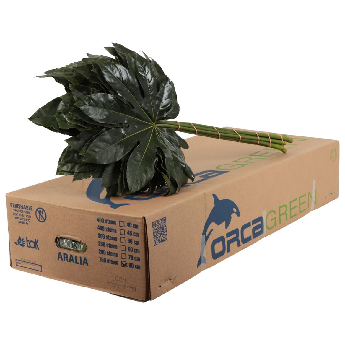Aralia Super 80cm