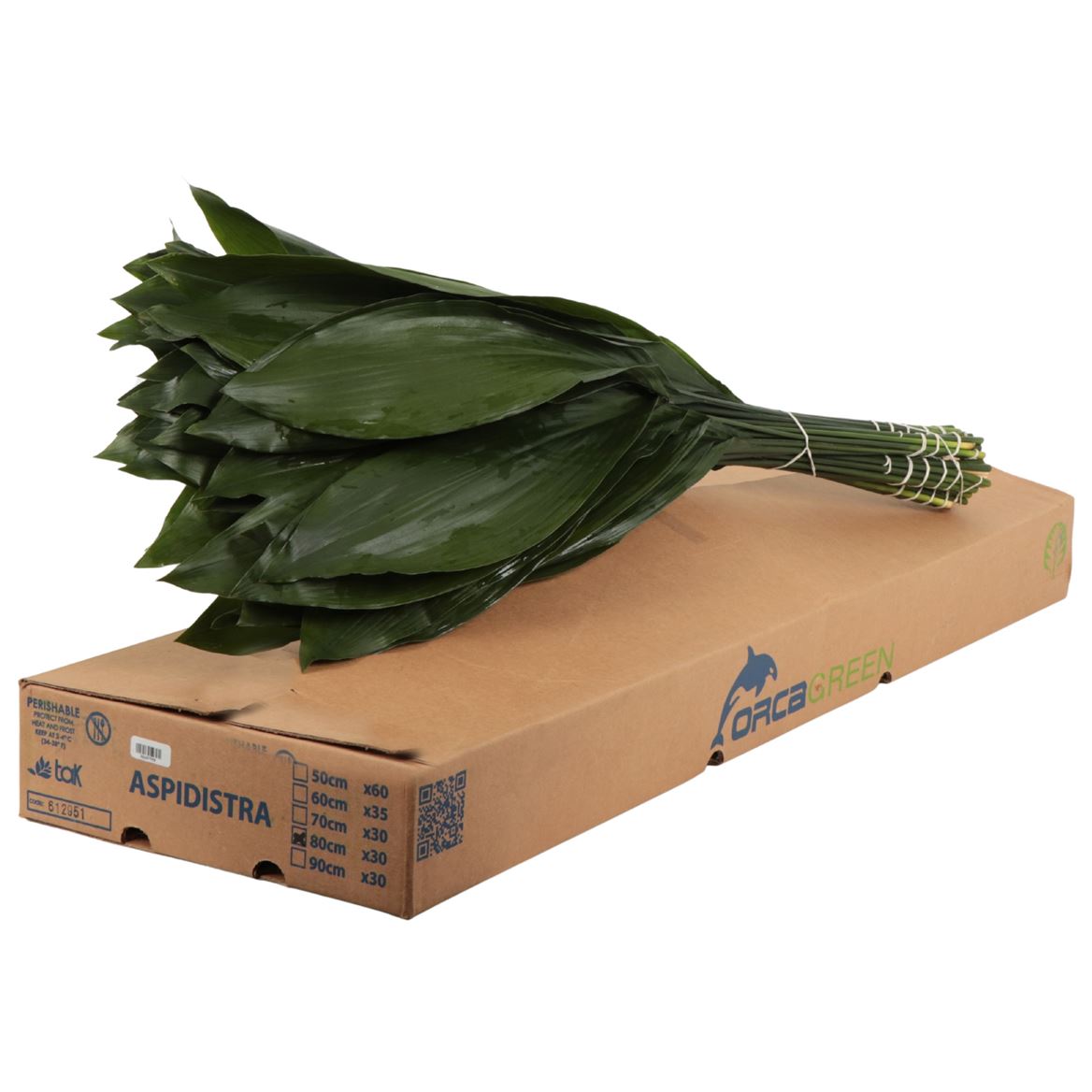 Aspidistra Eliator 80cm