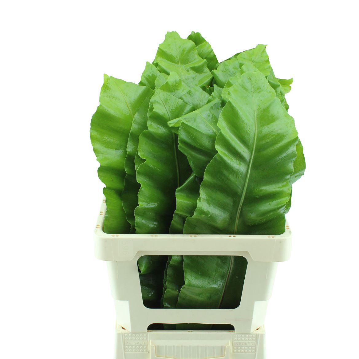 Green 70cm