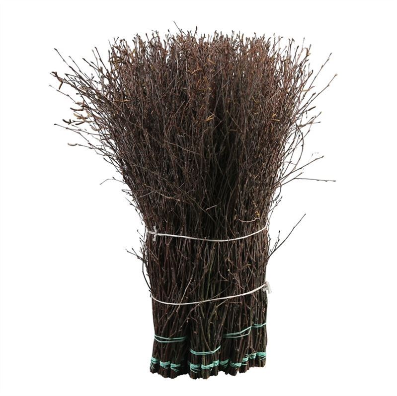 Betula(birch)