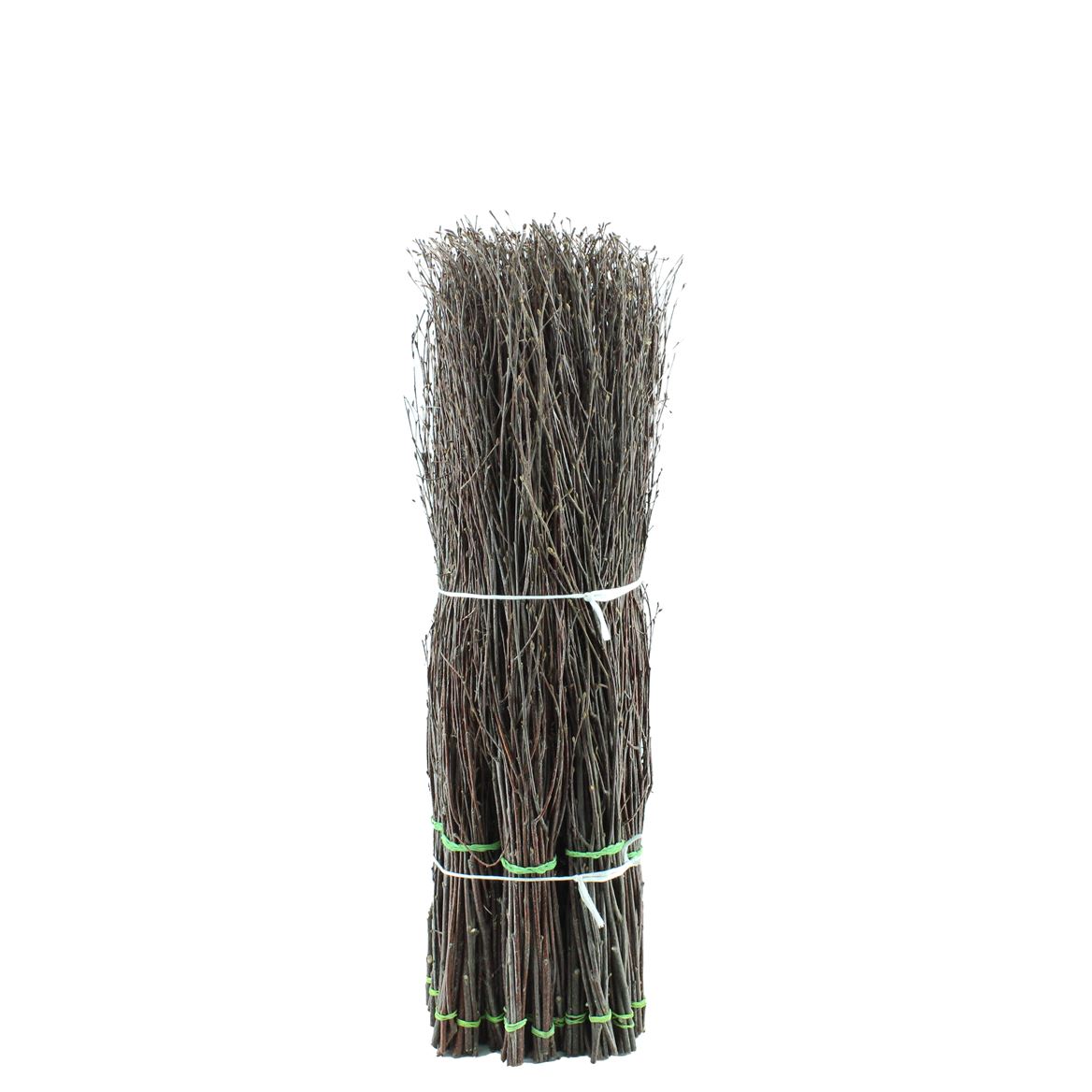 Betula(birch)