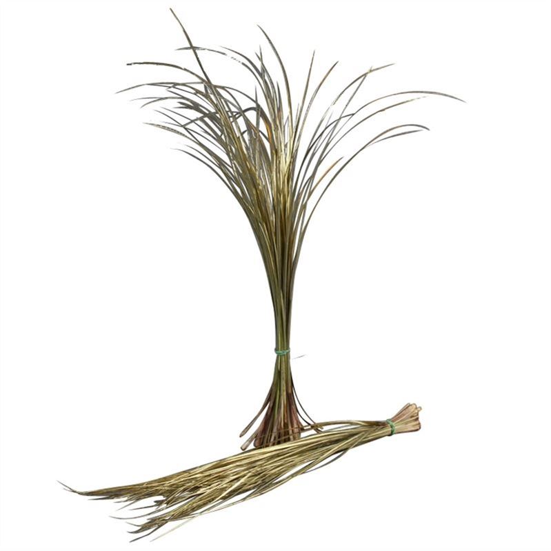 Xerophyl Ptd Bs 70cm