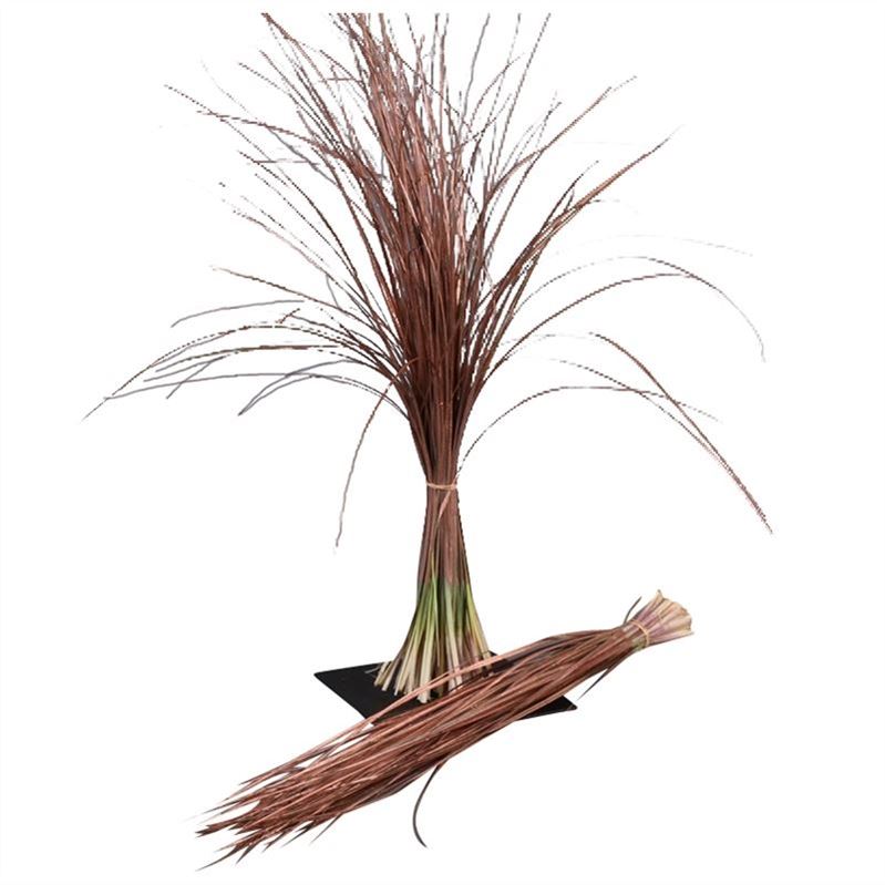 Xerophyl Ptd Bs 70cm