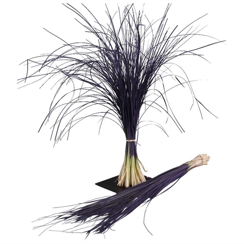 Xerophyl Ptd Bs 70cm