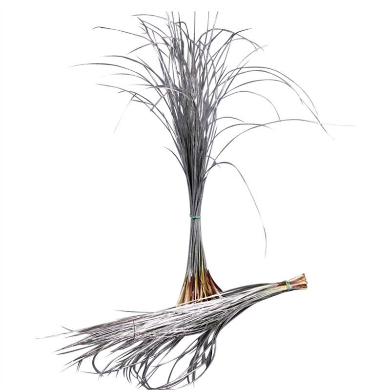 Xerophyl Ptd Bs 70cm