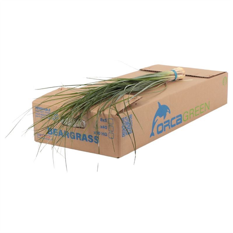 Beargras Per Bunch