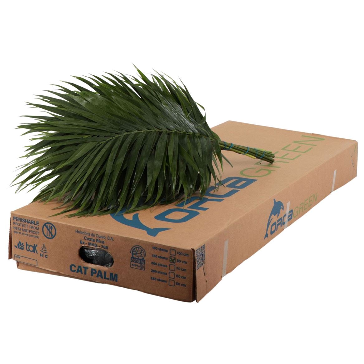 Green 80cm