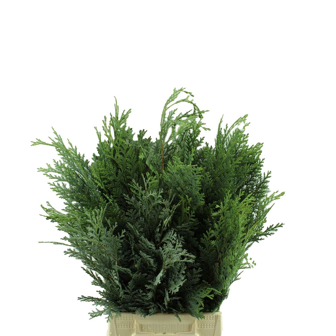 Chamaecyparis 40cm
