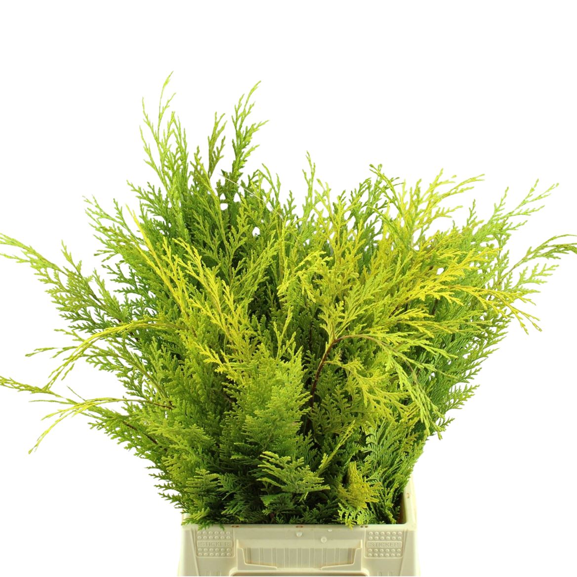 Chamaecyparis Per Bunch 40cm 980gram