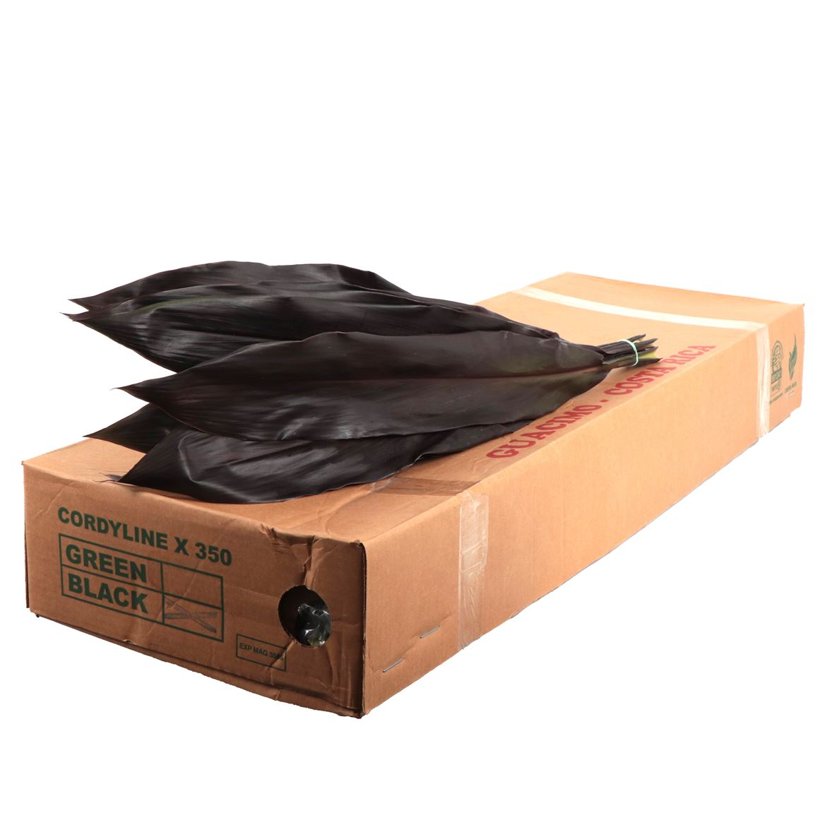 Cordyline Black Tie Anturios Bunch 80cm