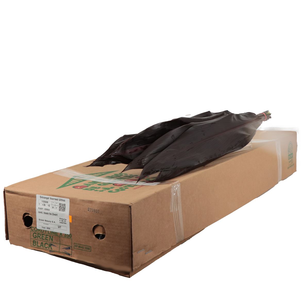 Cordyline Black Tie Anturios Bunch 80cm