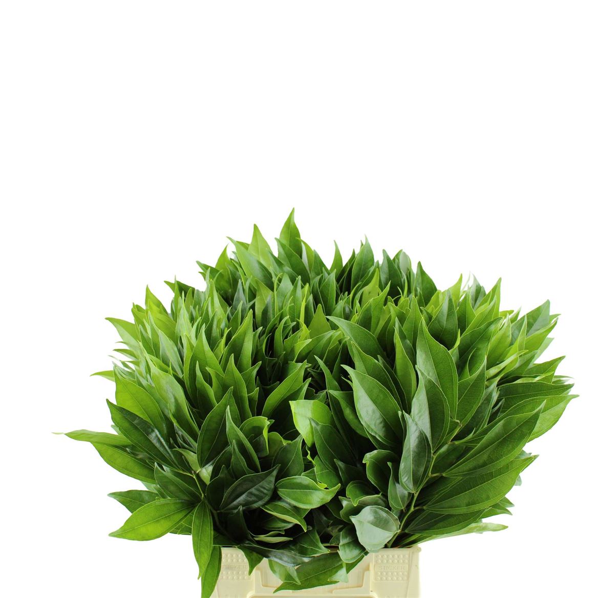 Laurel 80cm