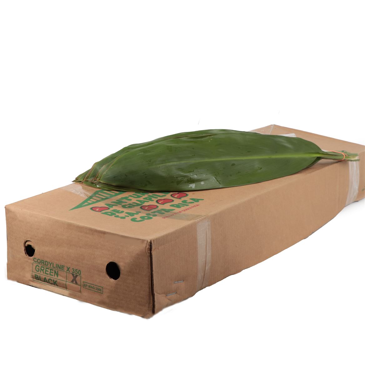 Cordyline Green Tie 80cm