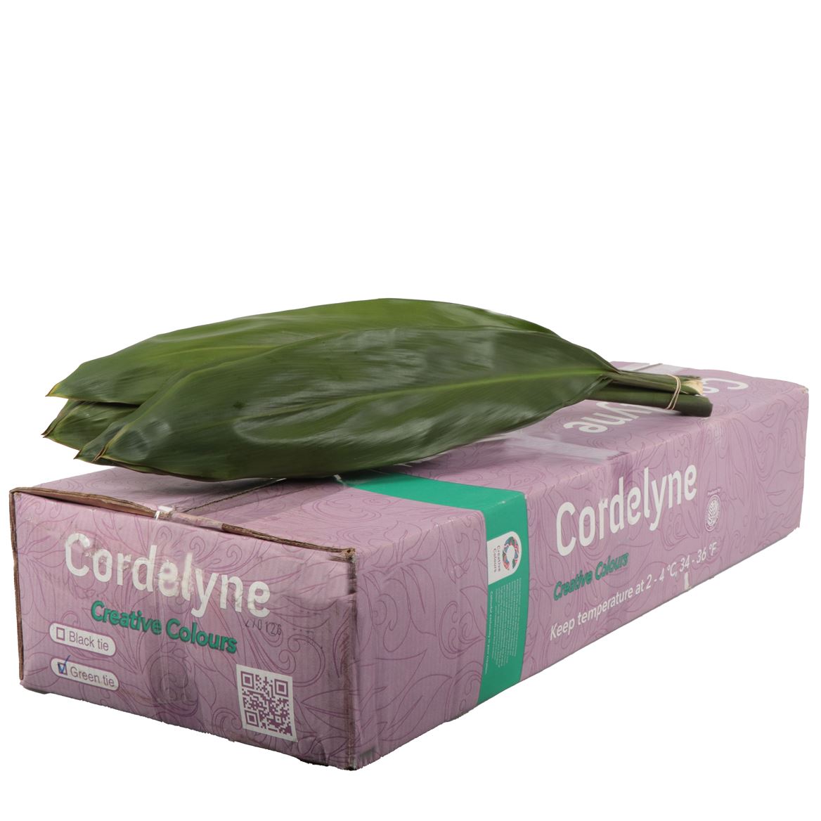 Cordyline Green Tie 80cm