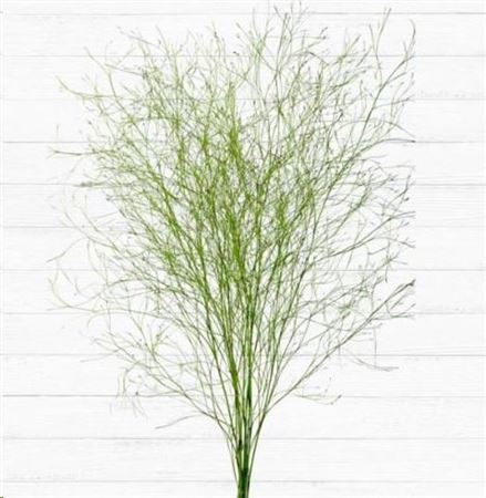 Green 80cm