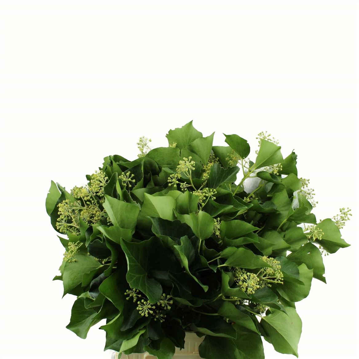 Cutgreens Hedera Berry Per Bunch 50cm