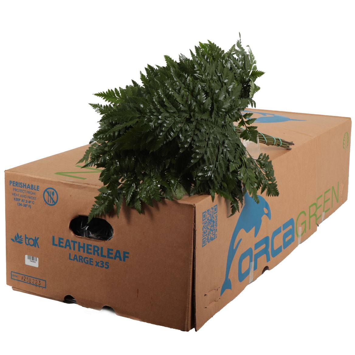 Leatherleaf Large Orca
