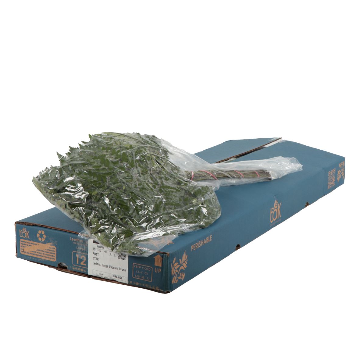 Leatherleaf Per Bunch