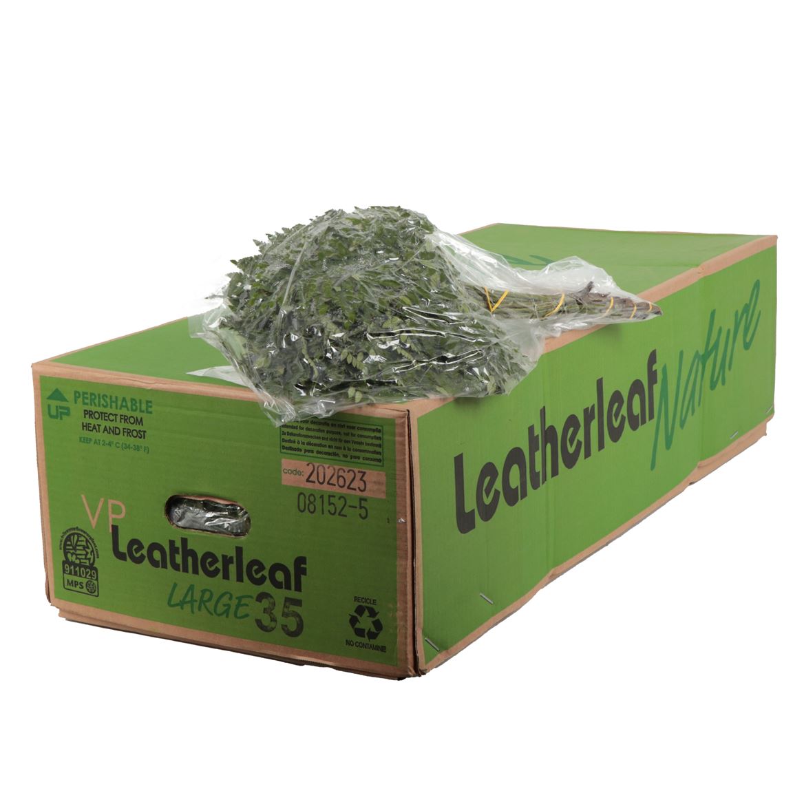 Leatherleaf Per Bunch