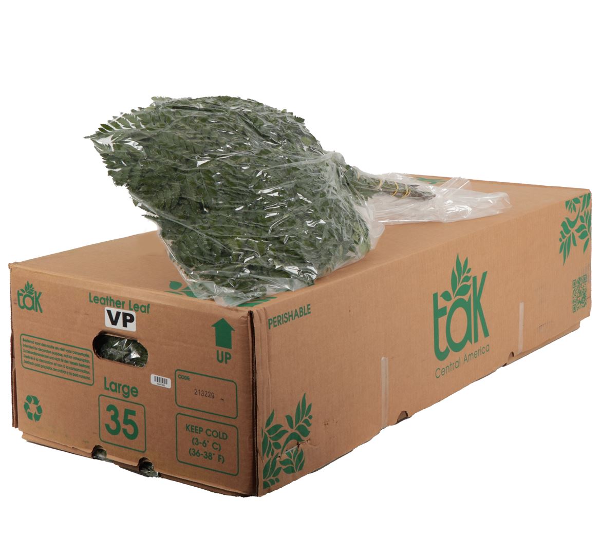 Leatherleaf Per Bunch