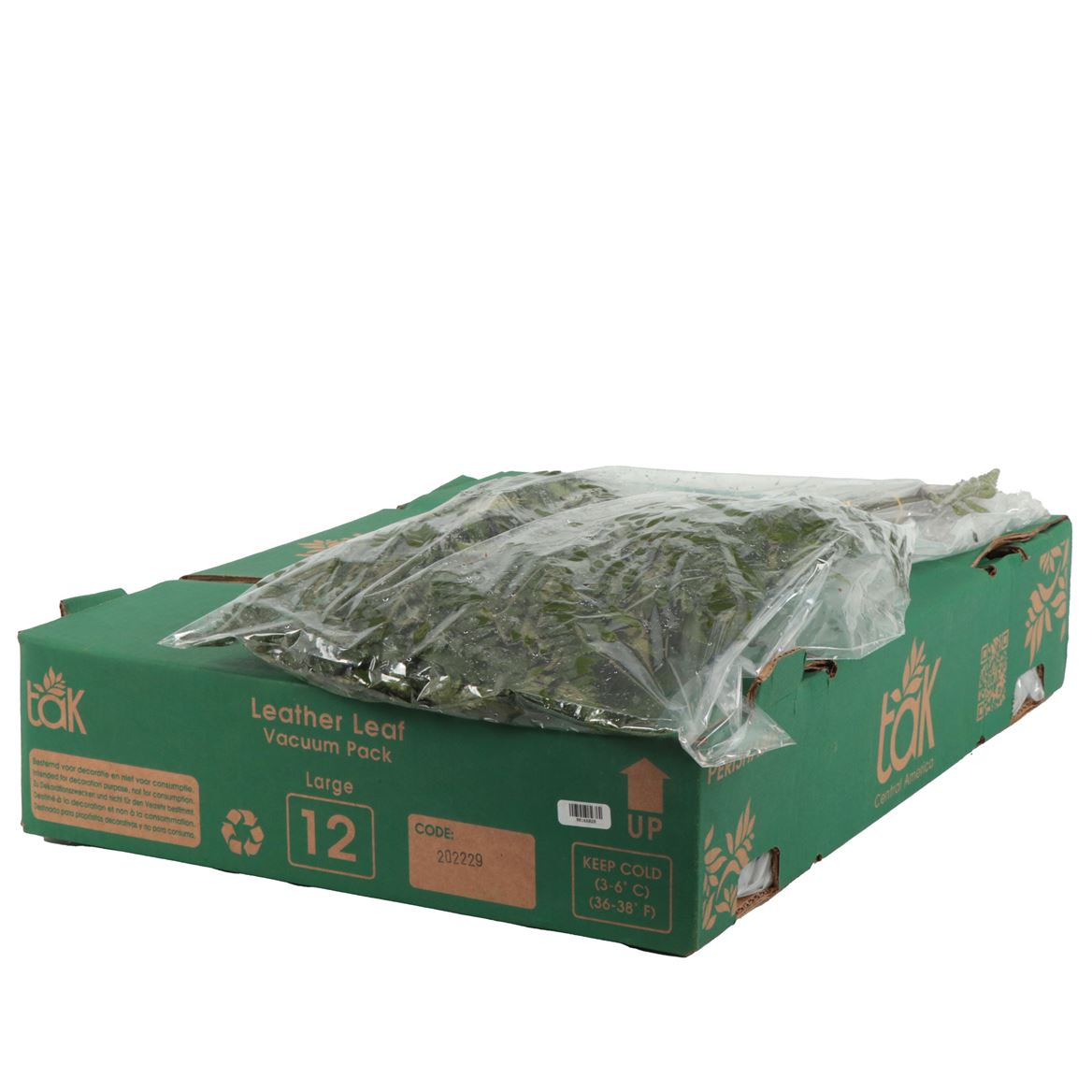 Leatherleaf Per Bunch