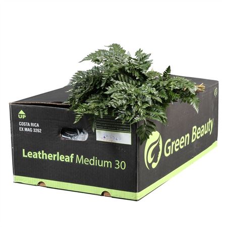 Leatherleaf Per Bunch