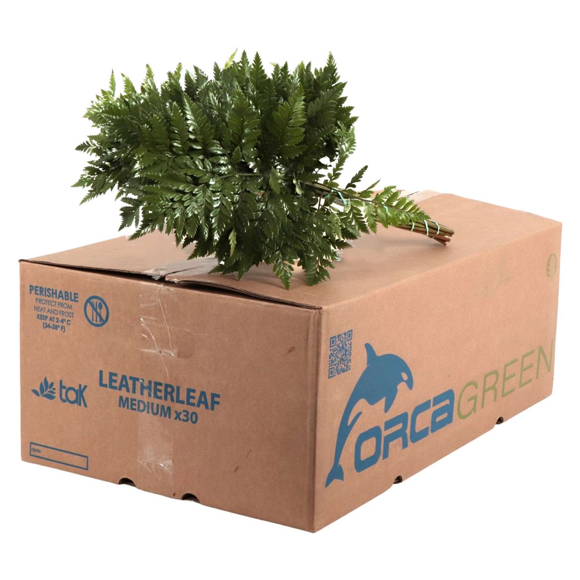 Leatherleaf Per Bunch