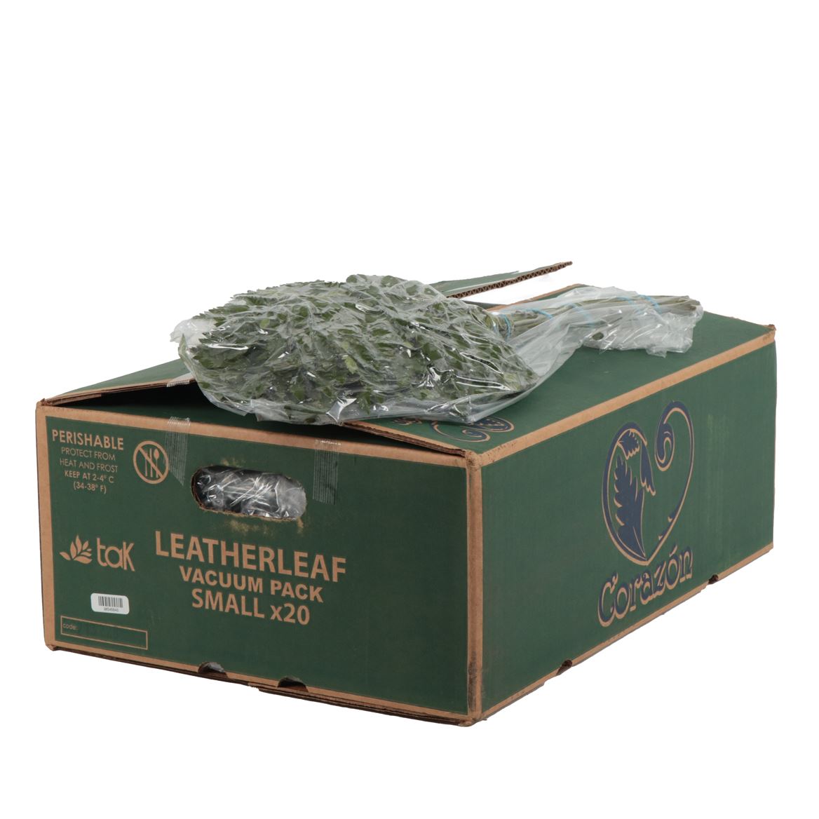 Leatherleaf Small Vac