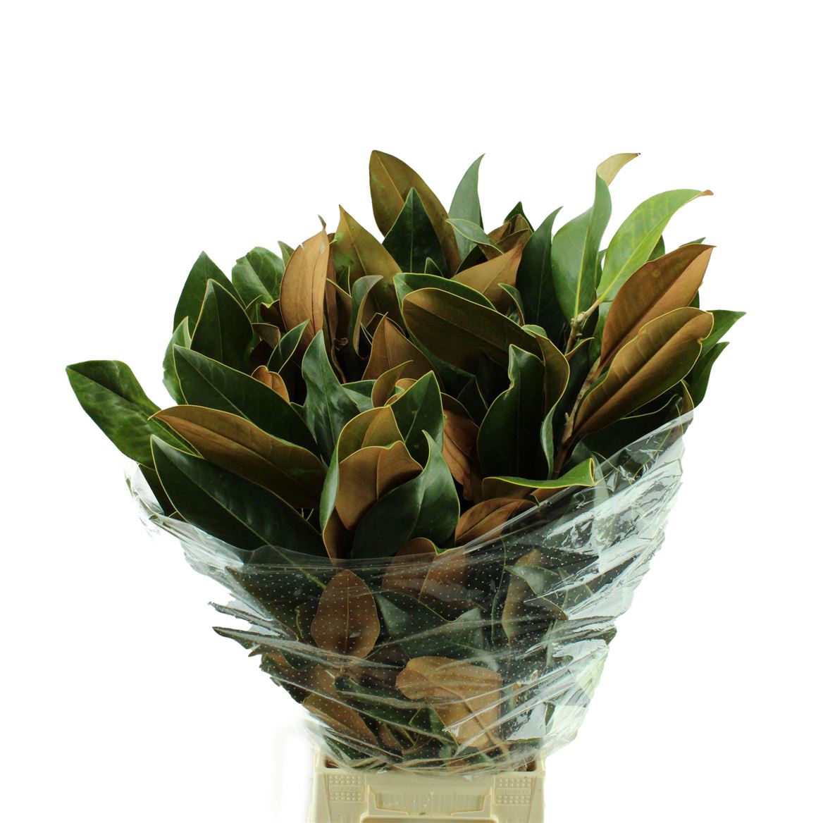 Magnolia Grandifl Bs 60cm 400gram