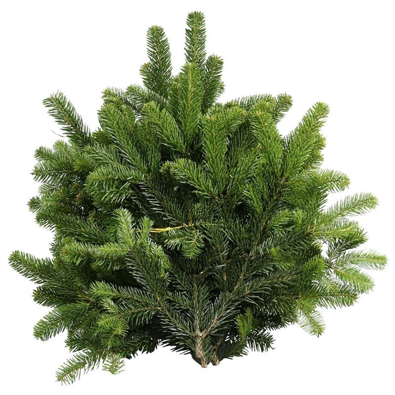 Christmas Greens Nordman