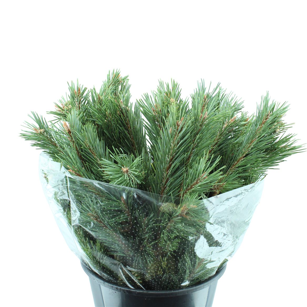Christmas Greens