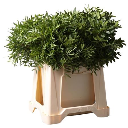 Pistacia Leaves Per Bunch 50cm
