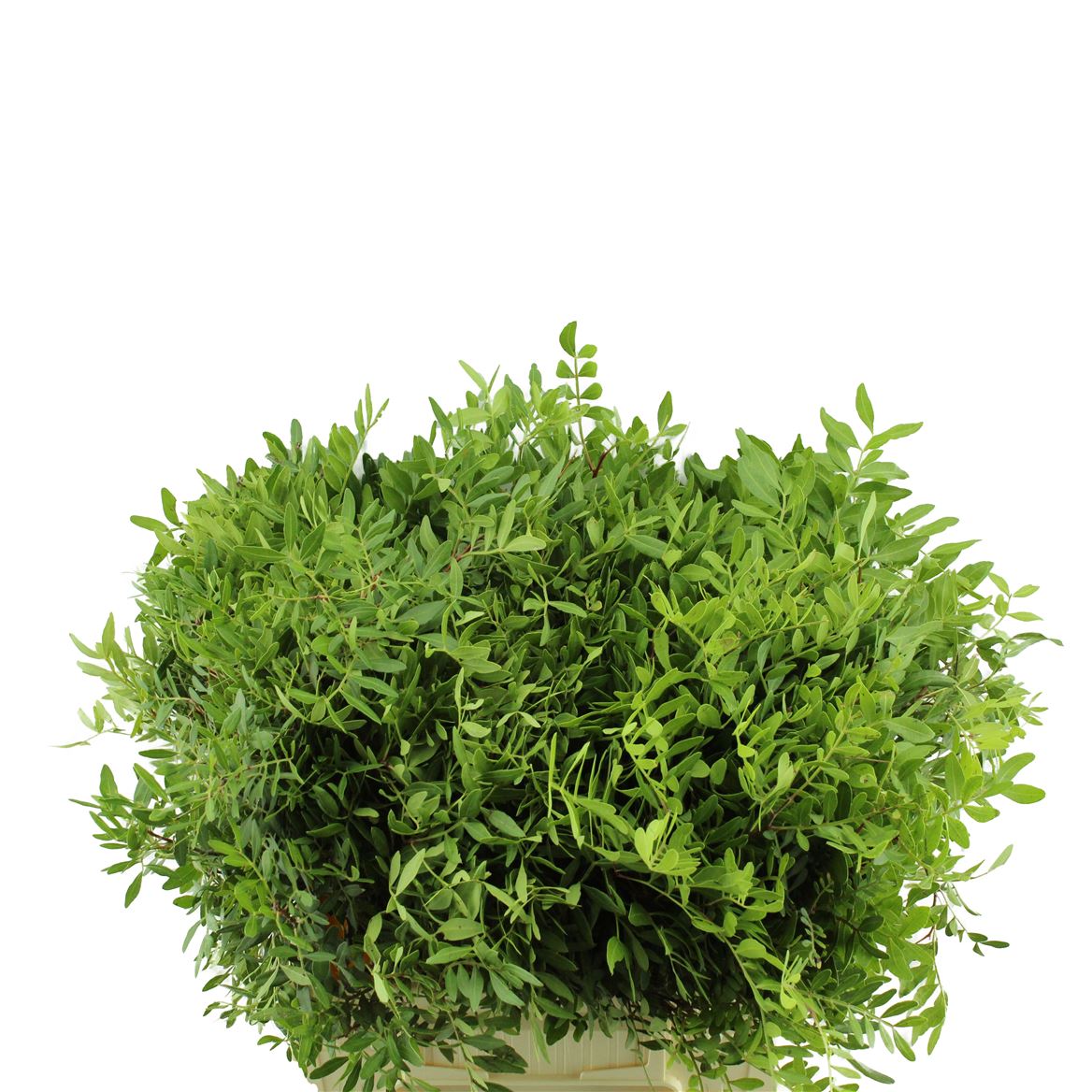 Pistacia Leaves Per Bunch 45cm