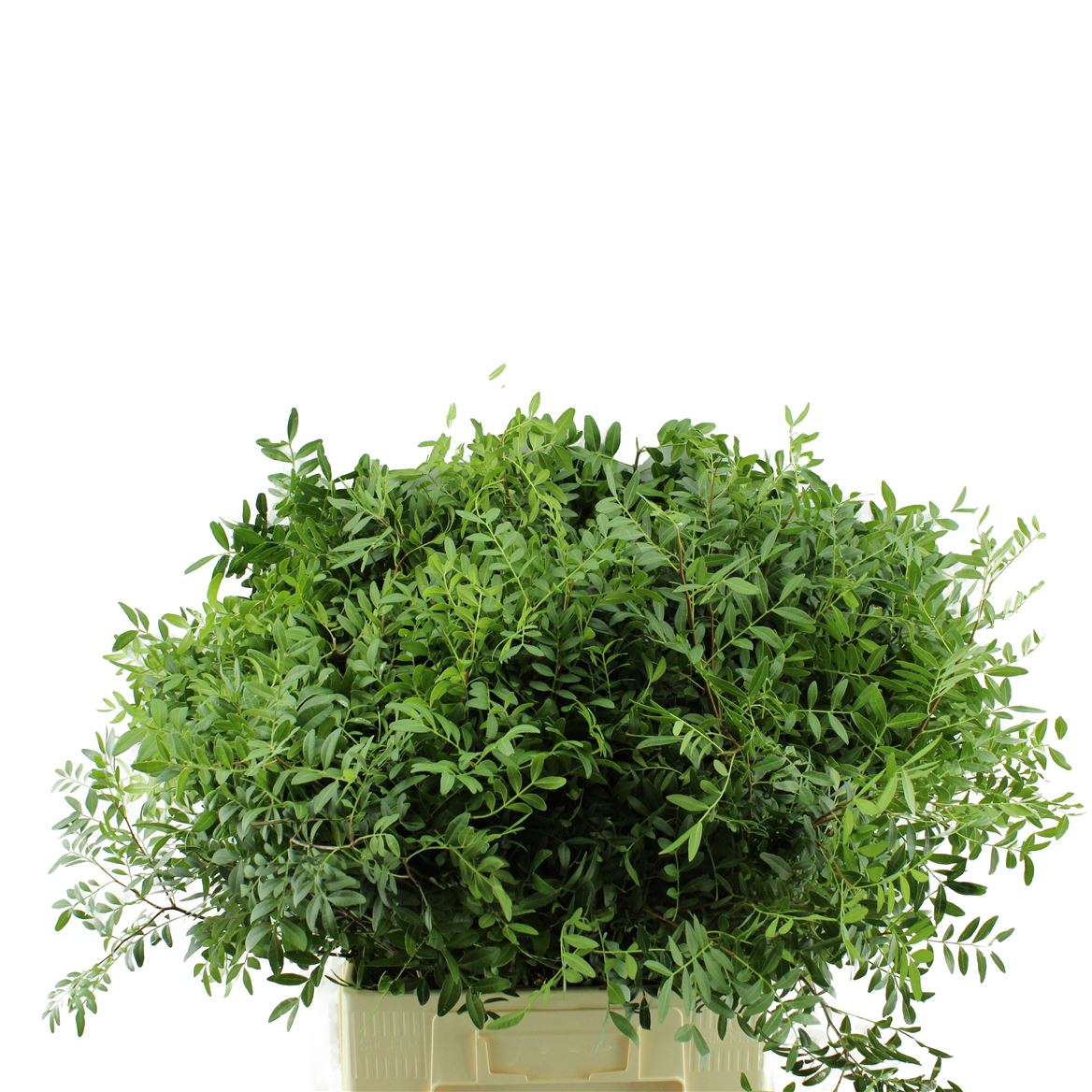 Pistacia Leaves Per Bunch 45cm