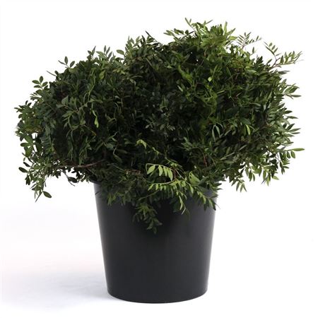 Pistacia Leaves Per Bunch 45cm