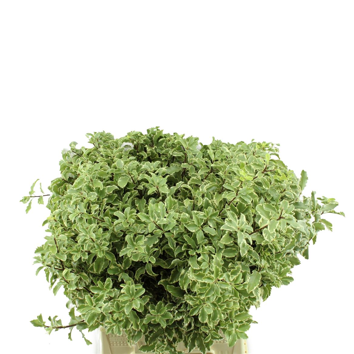 Pittosporum Nigra 40cm