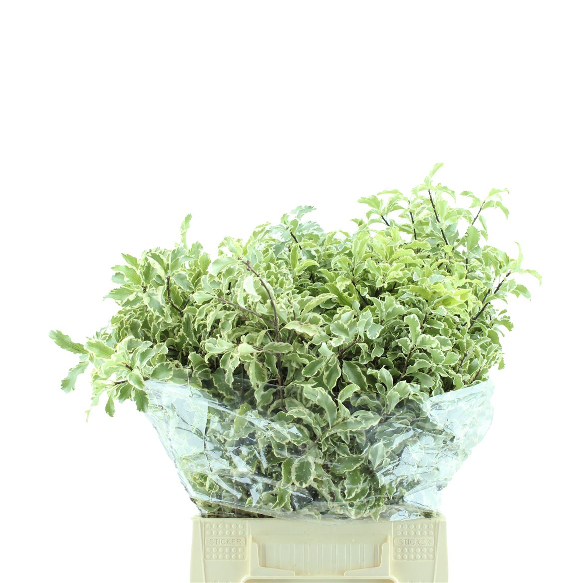 Pittosporum Nigra 40cm 150gram