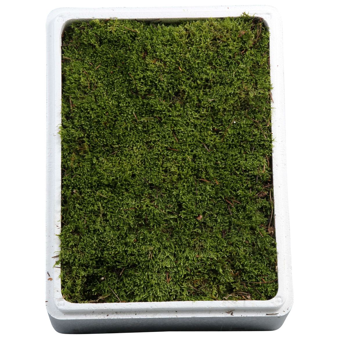 Sphagnum Flatmos