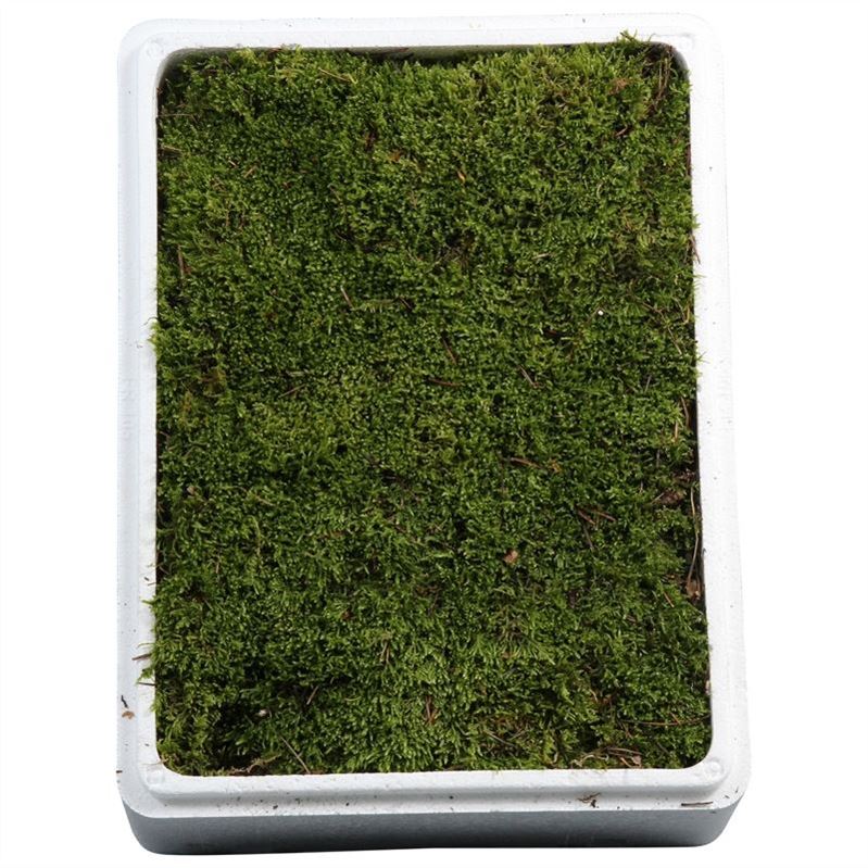 Sphagnum Flatmos