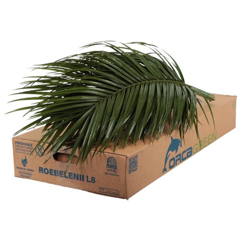 Phoenix Roebelini L.6 Jmp 80cm