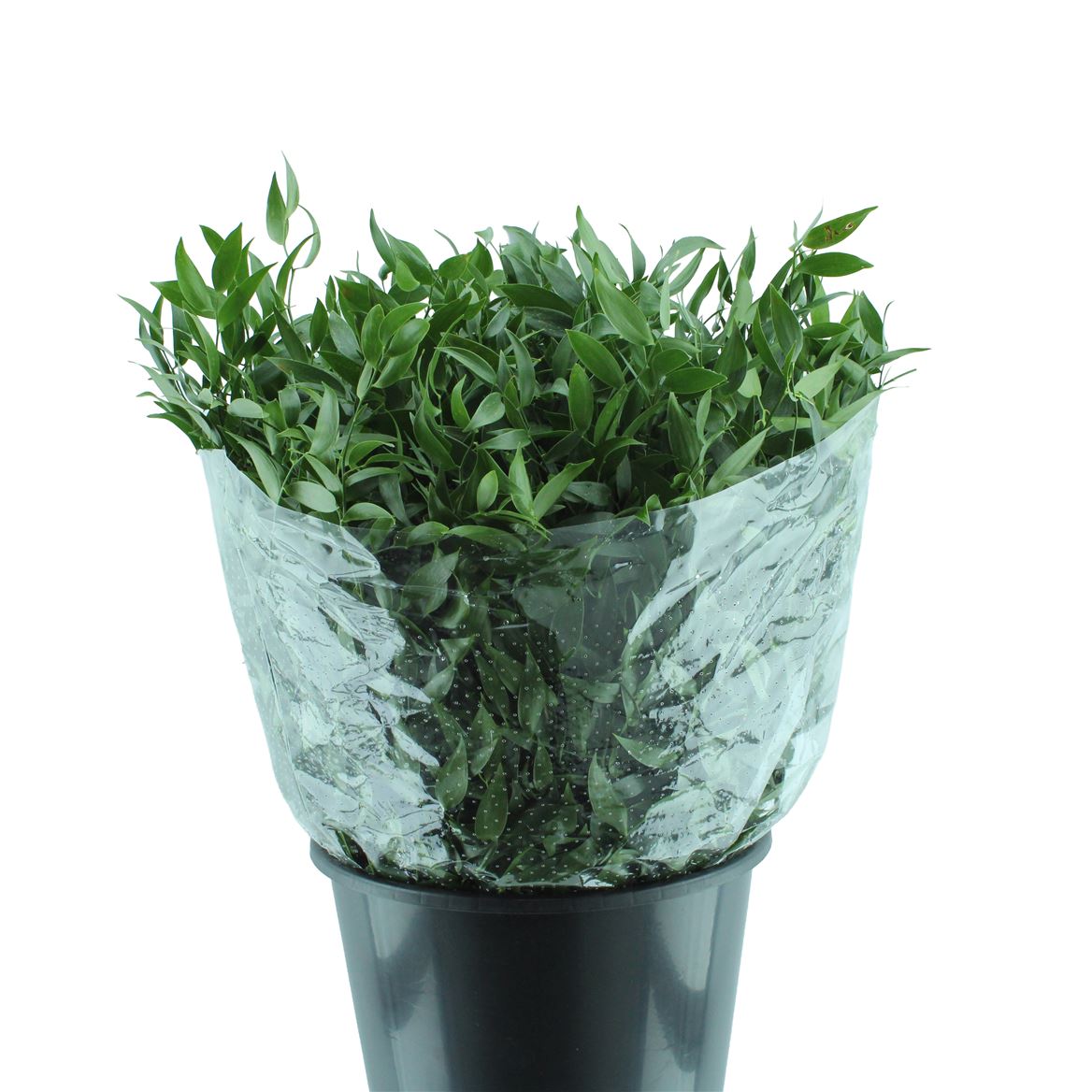 Ruscus Italian 400gram