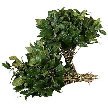 Cutgreens Salal Tips (GAULTHERIA)