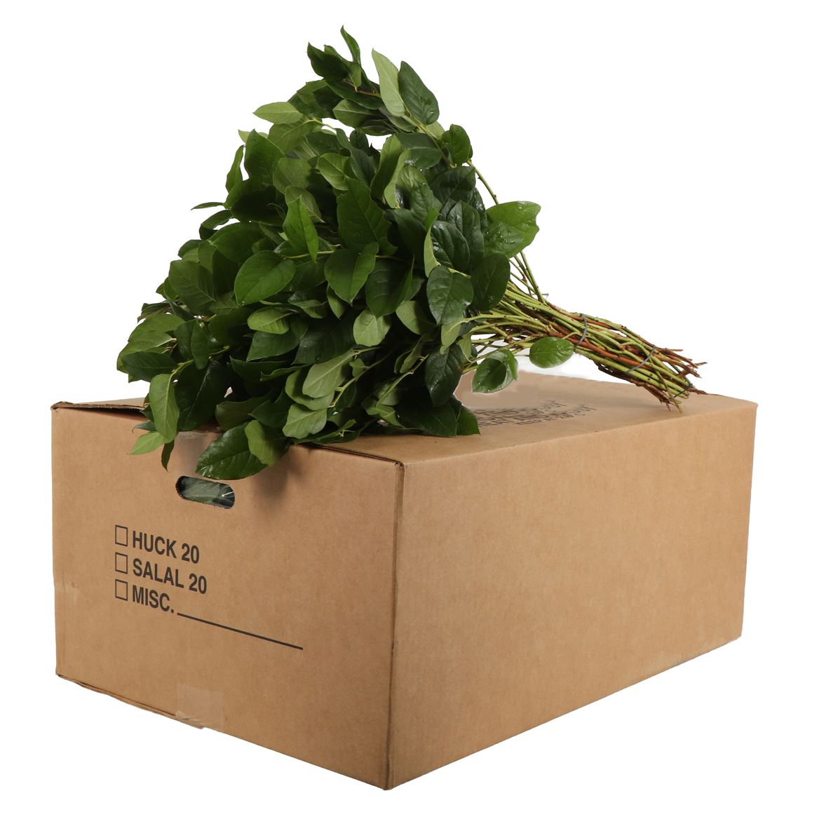 Cutgreens Salal Tips (GAULTHERIA)